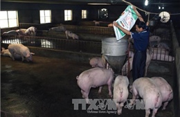 Bộ Nông nghiệp và Phát triển nông thôn chỉ đạo hỗ trợ tiêu thụ thịt lợn
